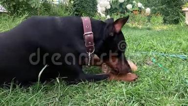 大黑棕褐色的杜宾针，割着耳朵躺在草地上，贪婪地啃着一根大骨头